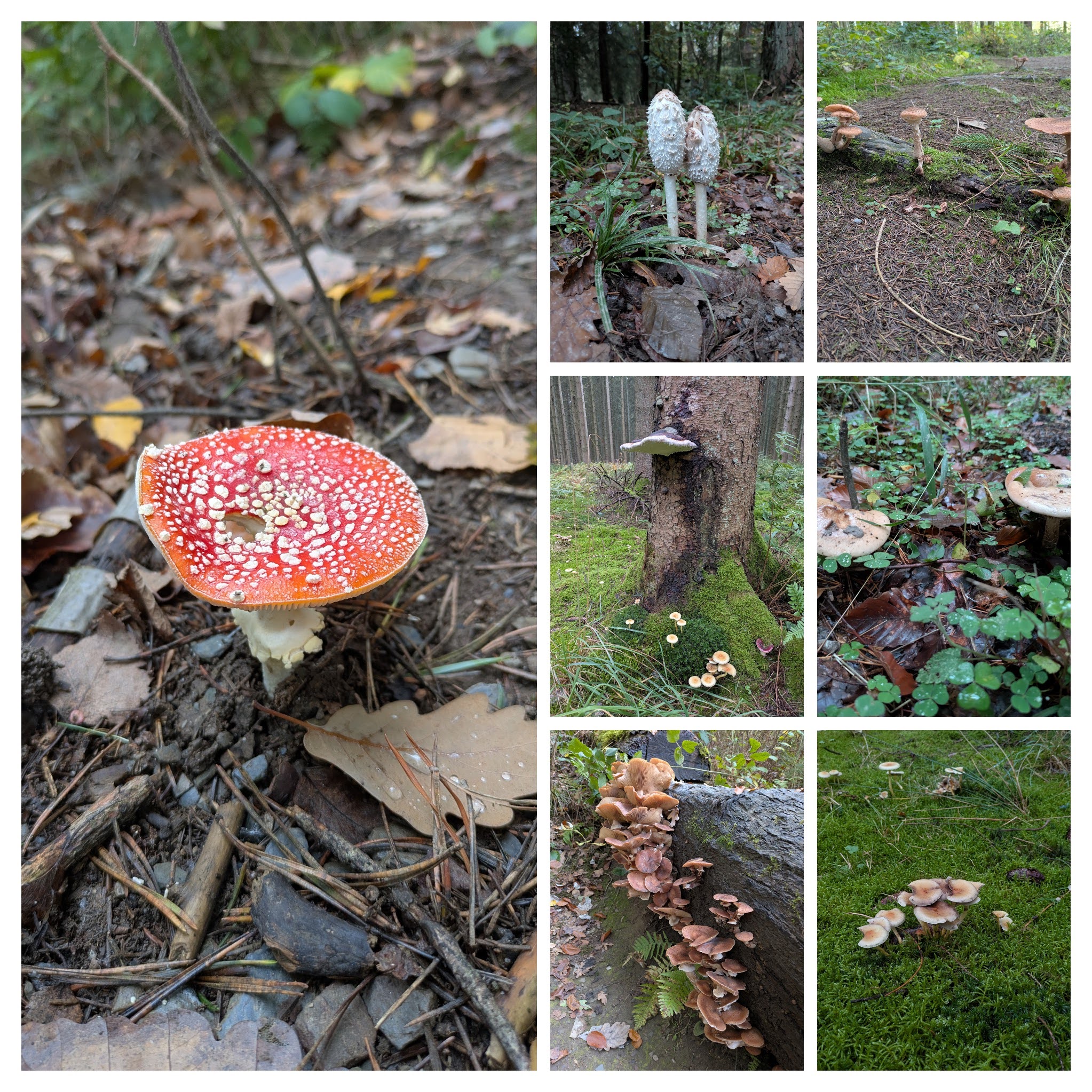 Saturday's mushrooms