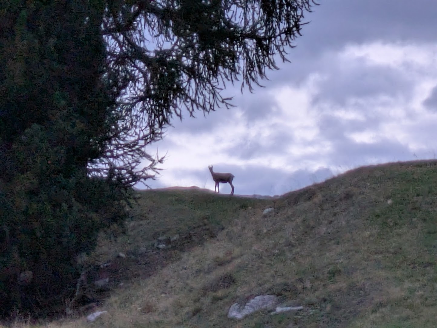 a chamois